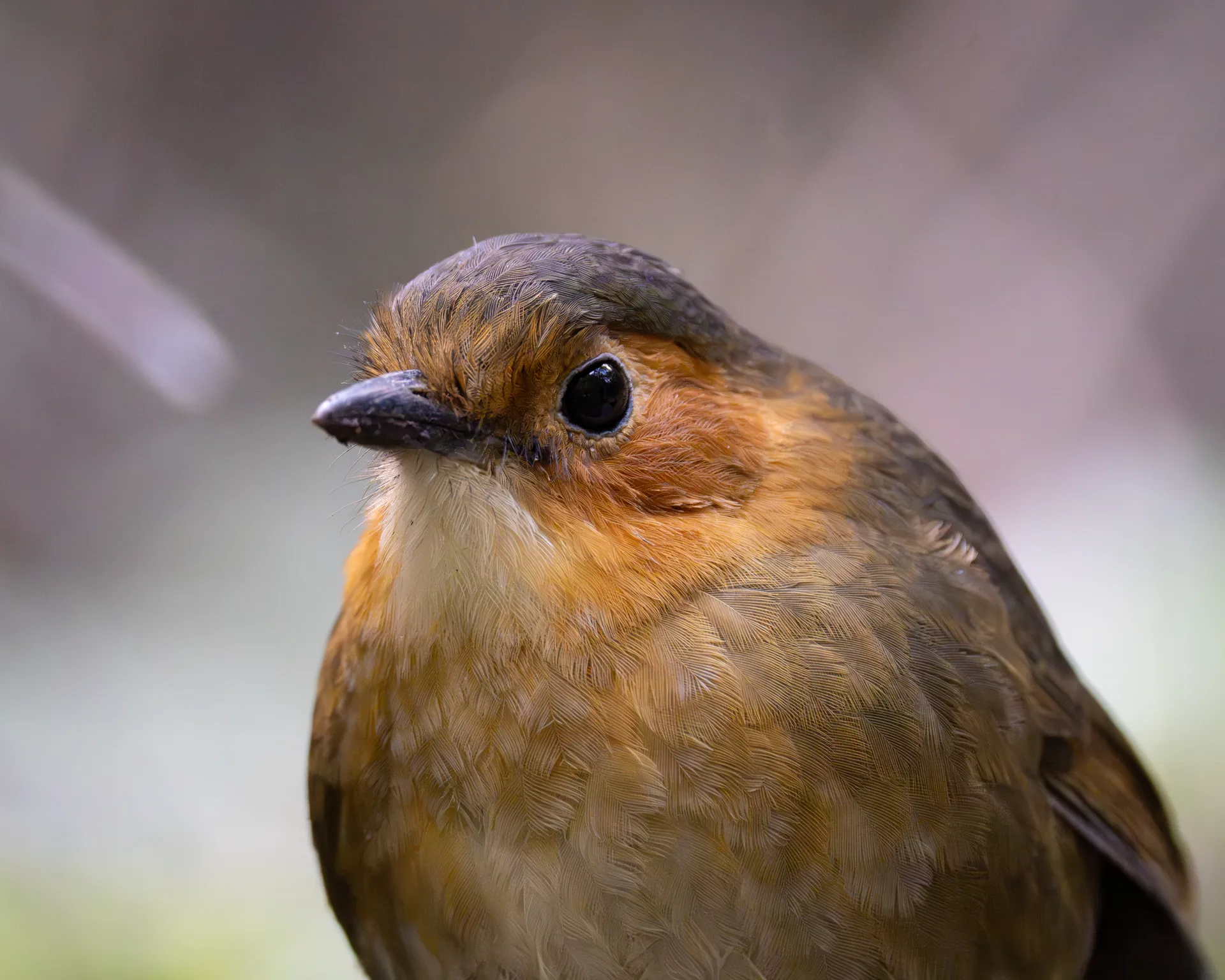 Rufous-faced Antpitta