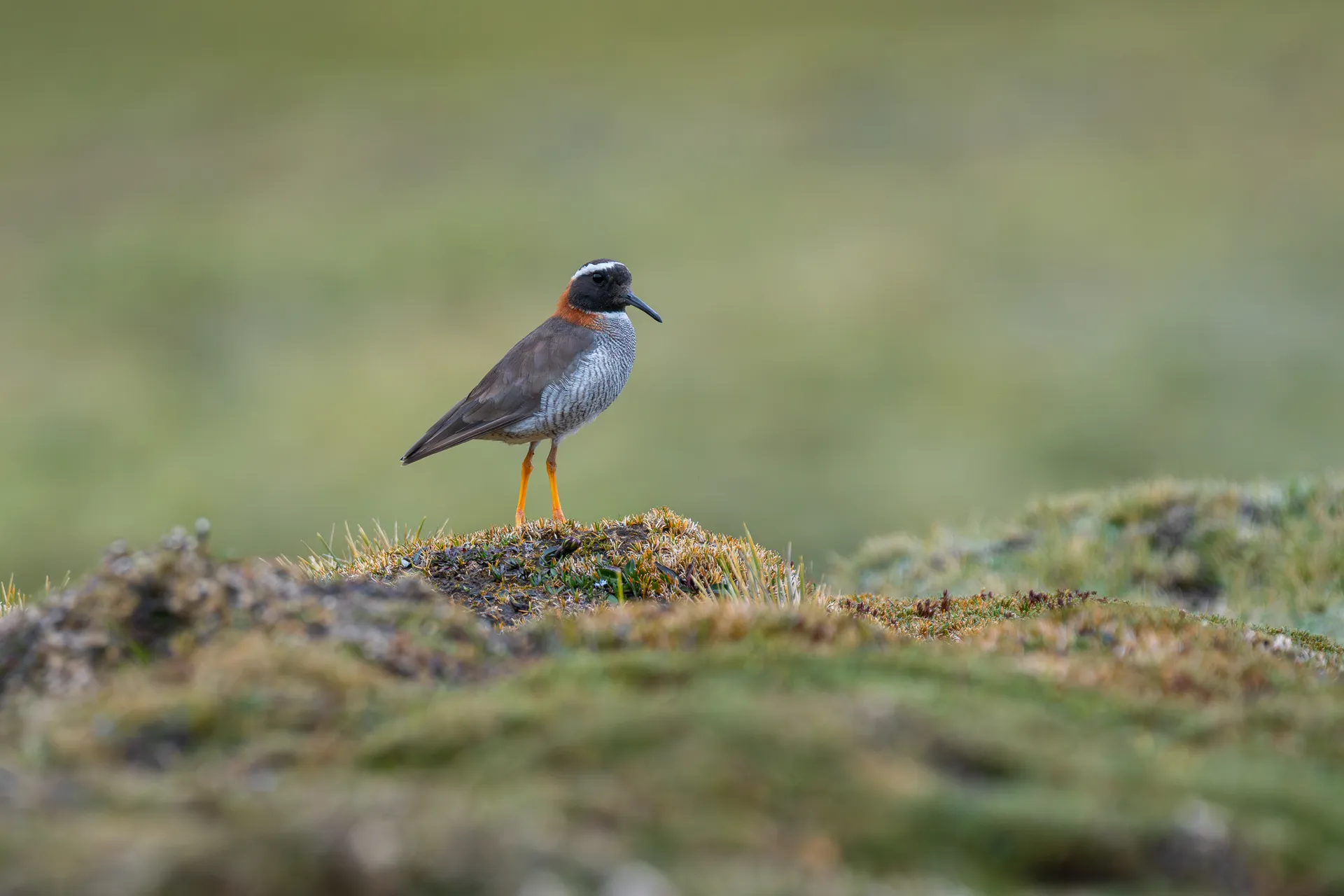 Diademed Sandpiper-Plover