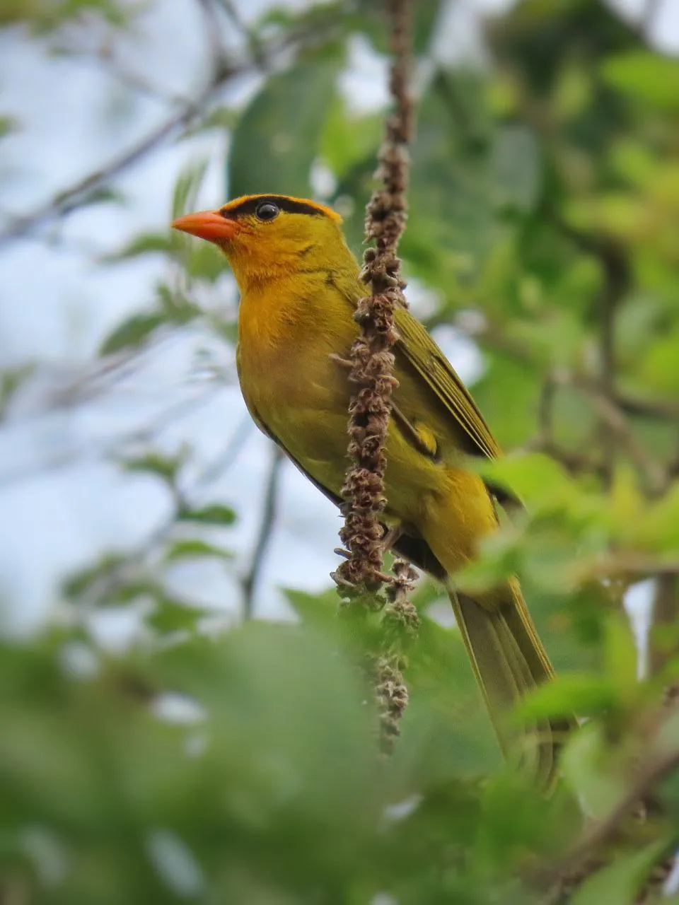 Inti Tanager