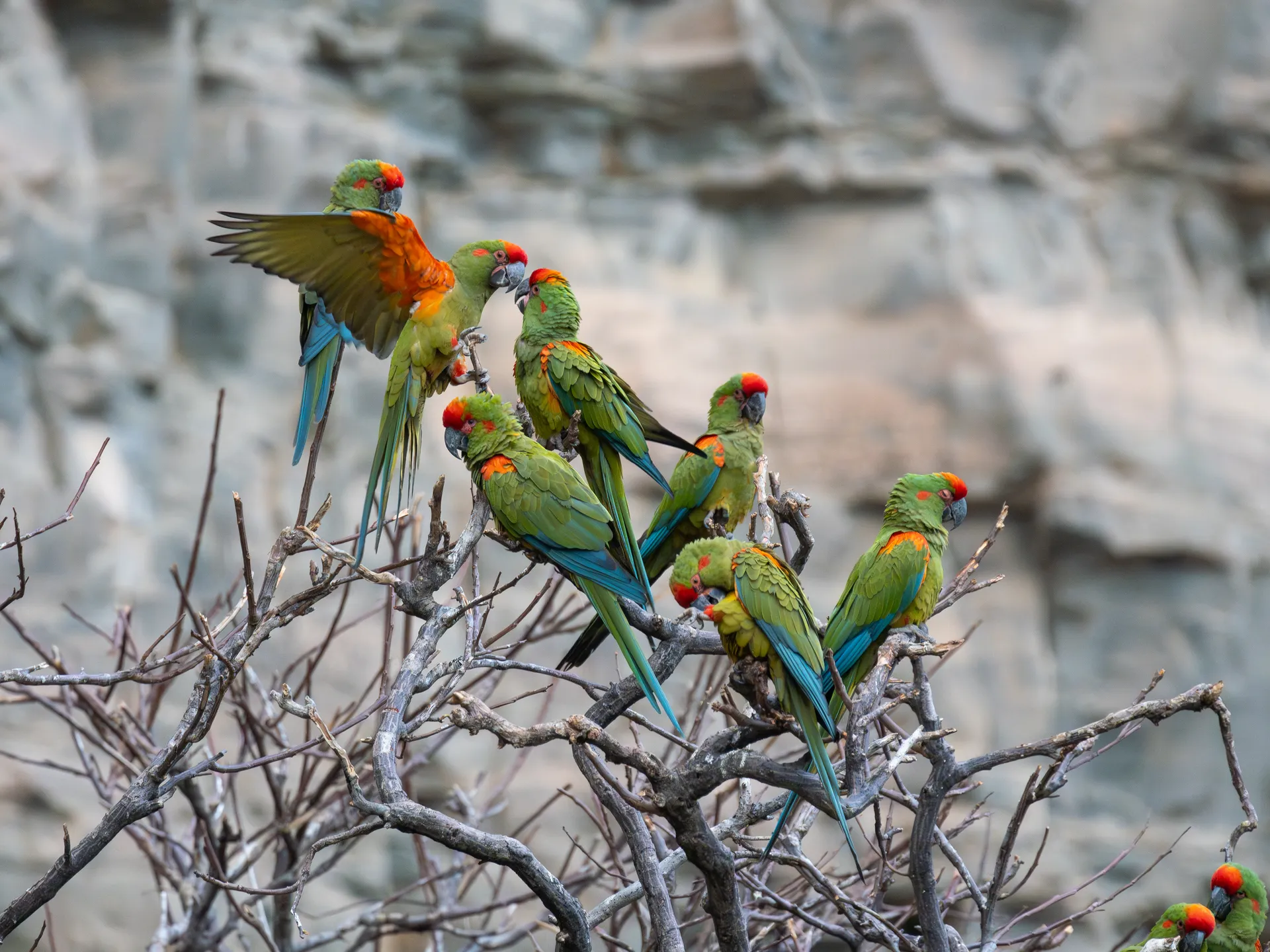 Red-fronted Macaw