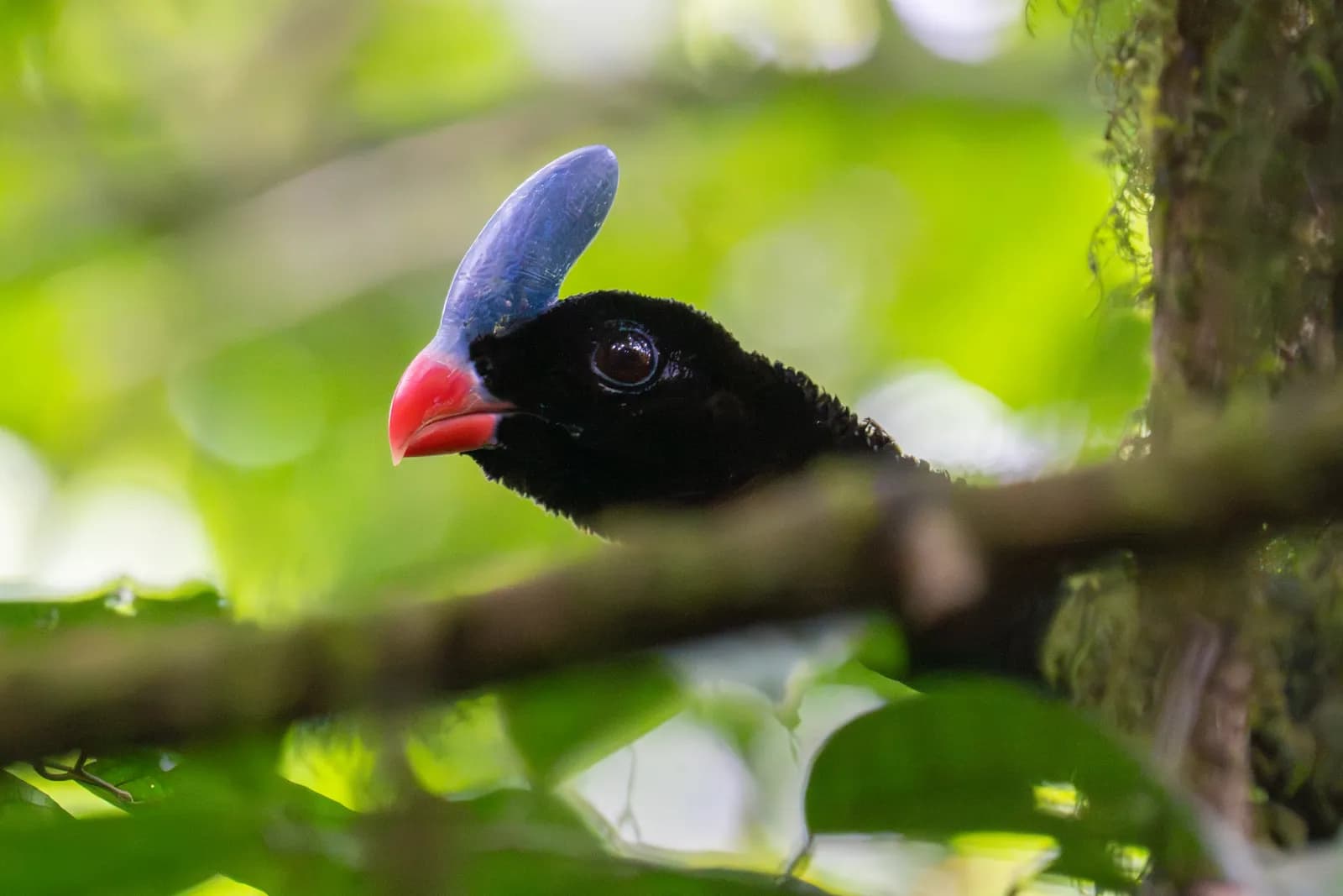 Horned Curassow