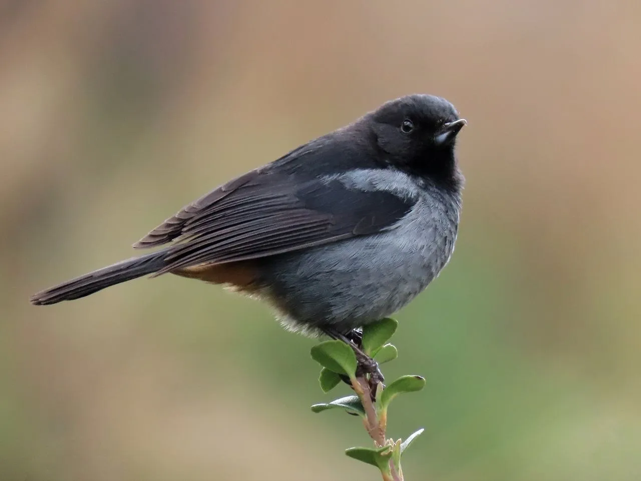 Gray-bellied Flowerpiercer, valles interandinos