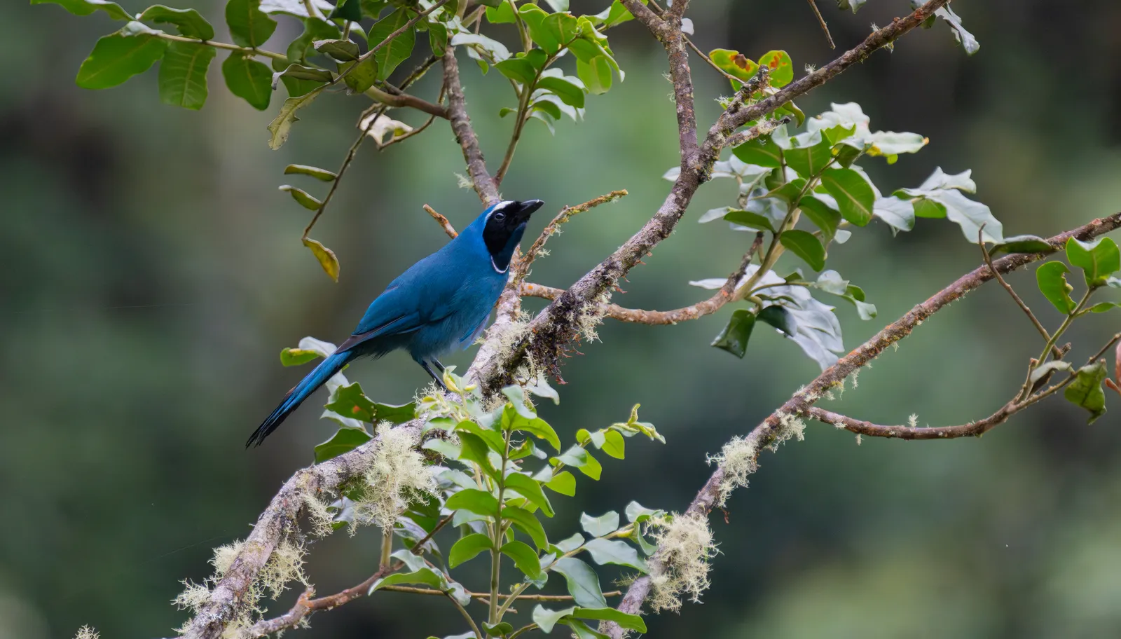 White-collared Jay, bosque nuboso