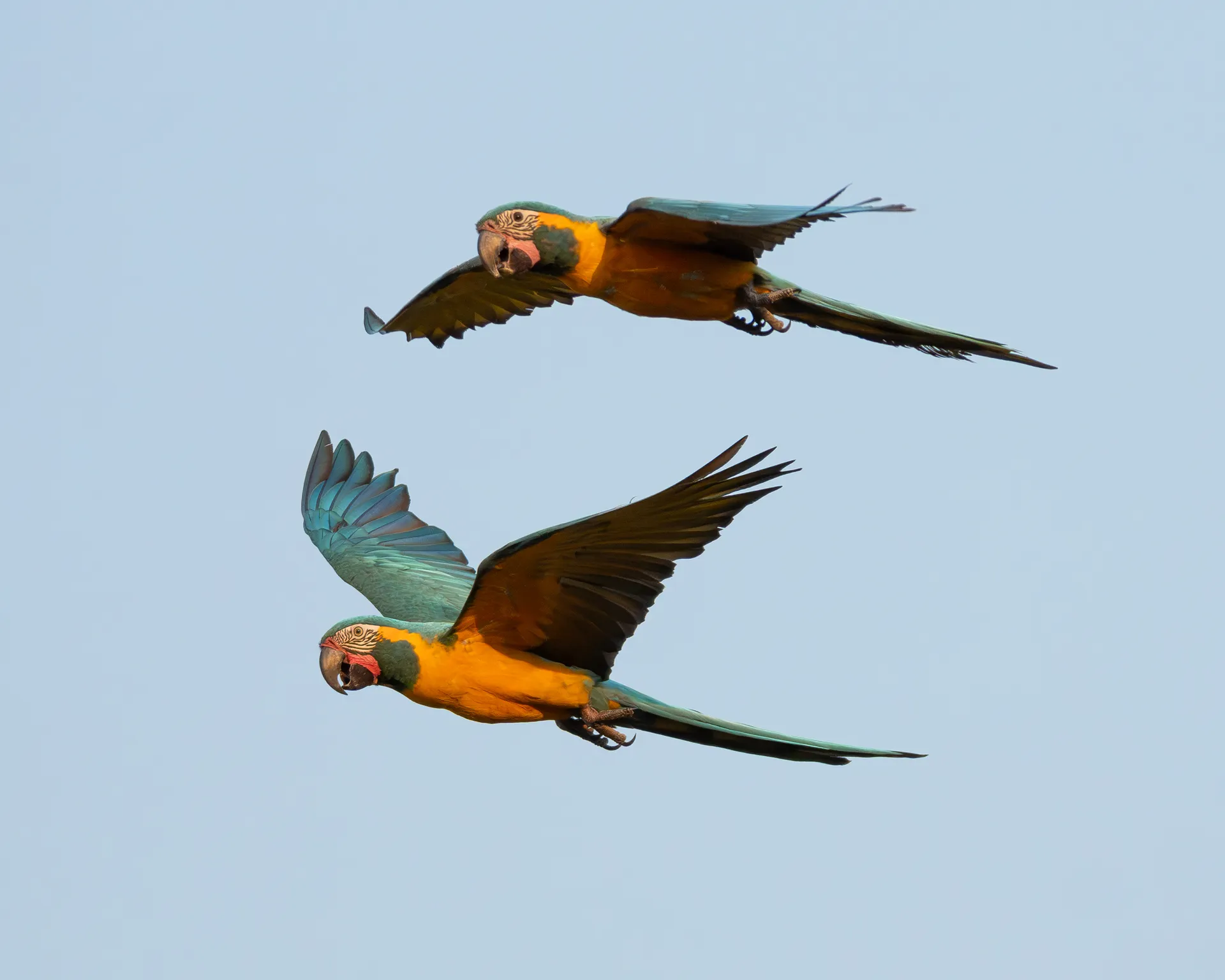 Blue-throated Macaw