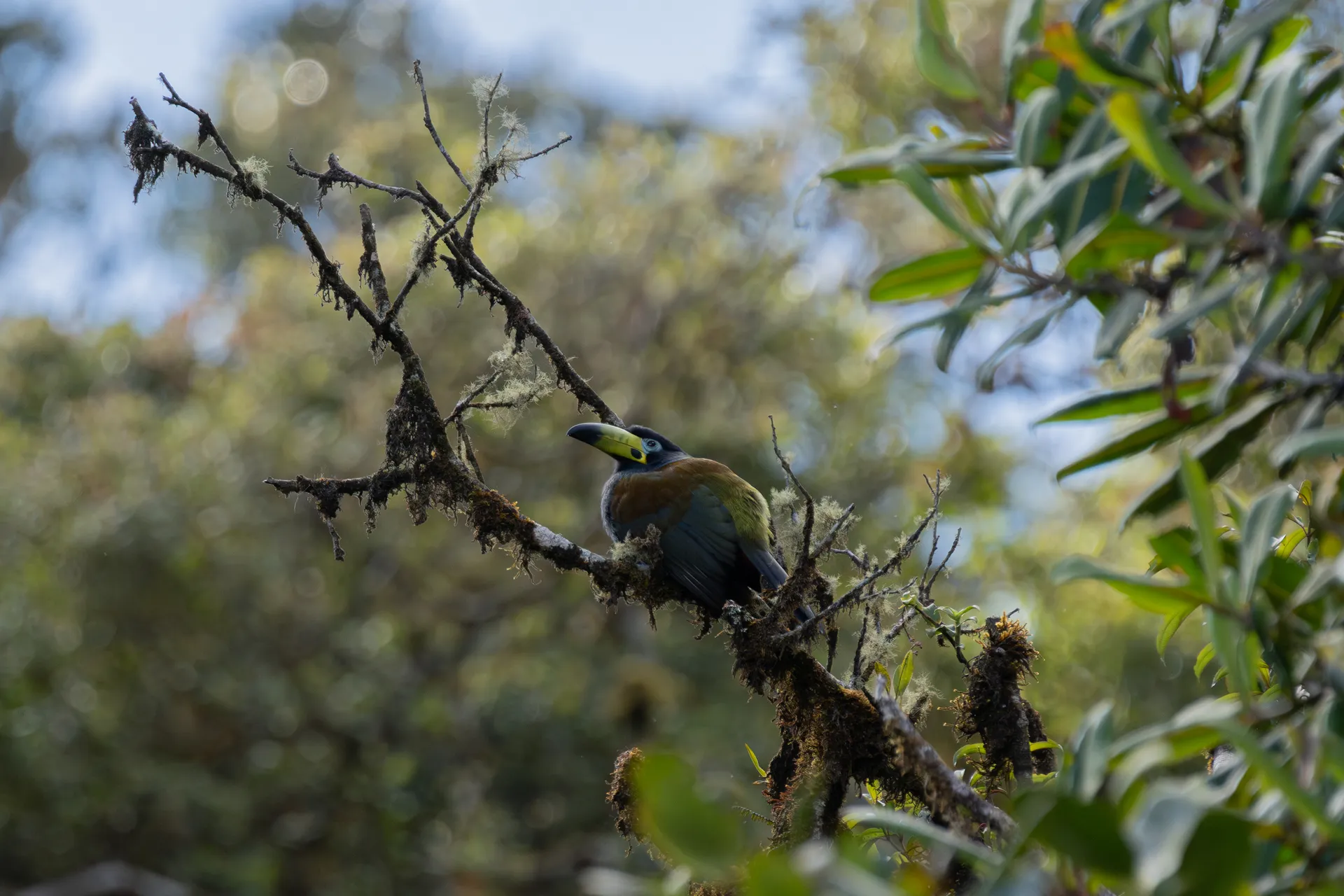 Hooded Mountain-Toucan