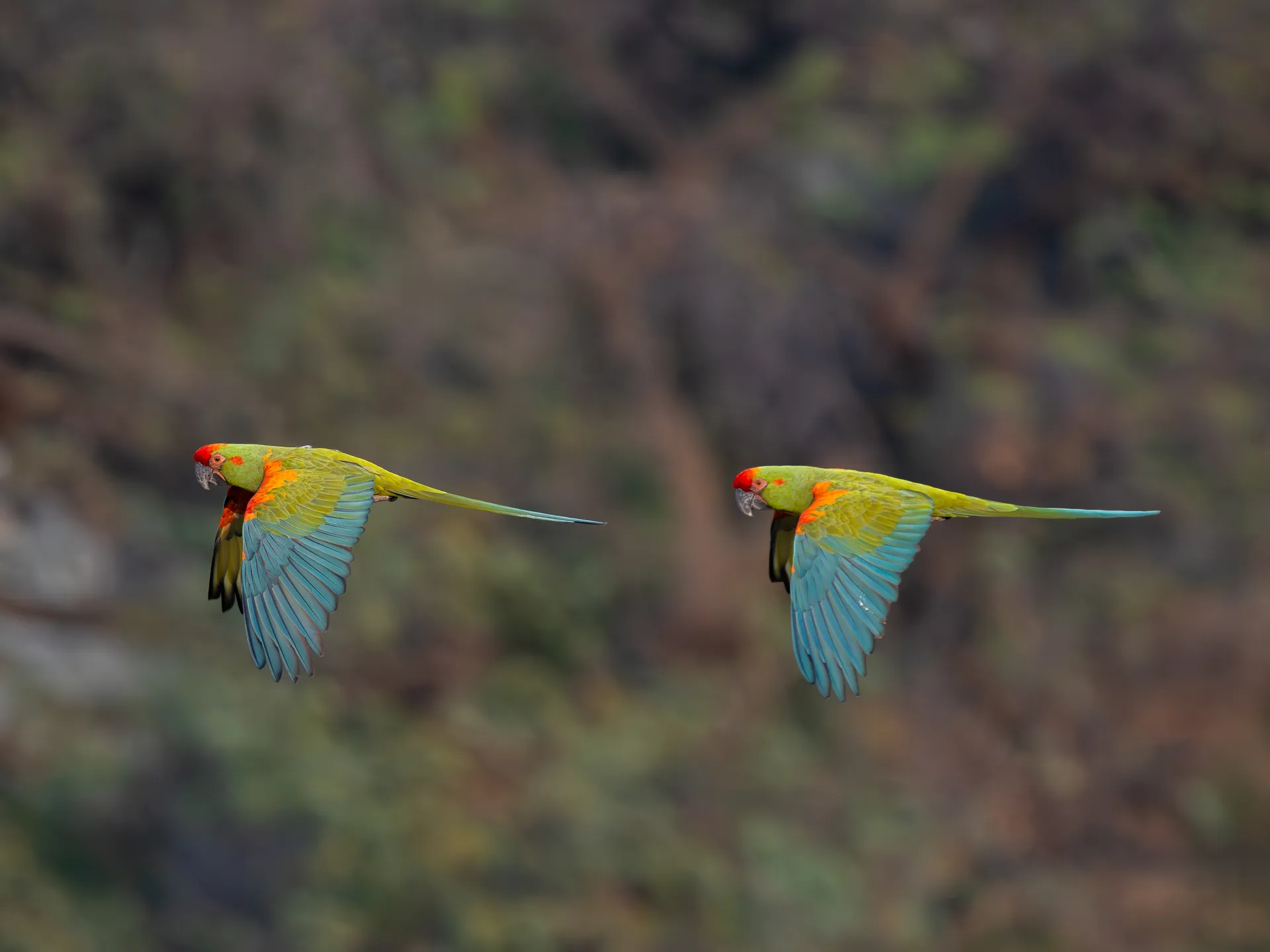 Red-fronted Macaw