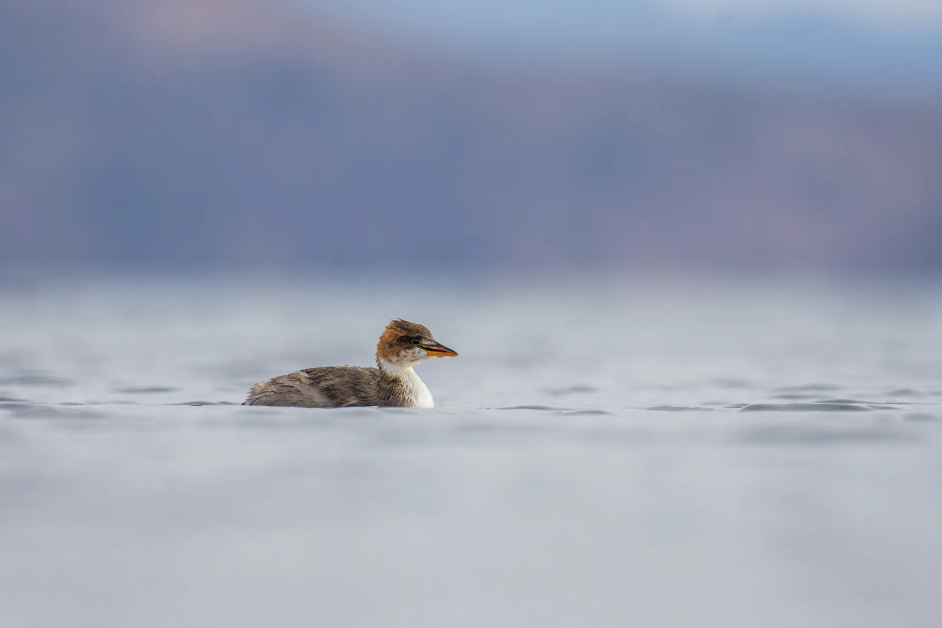 Titicaca Grebe