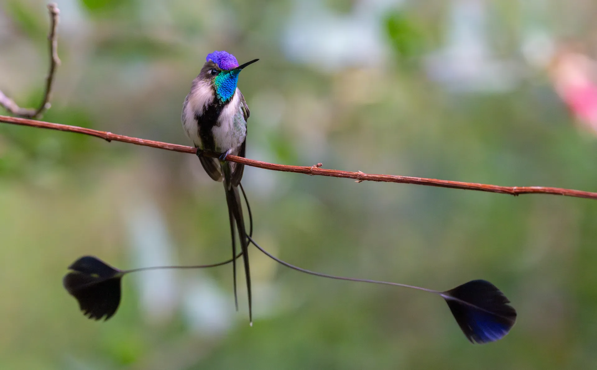 Marvelous Spatuletail